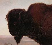 Buffalo Head, Albert Bierstadt